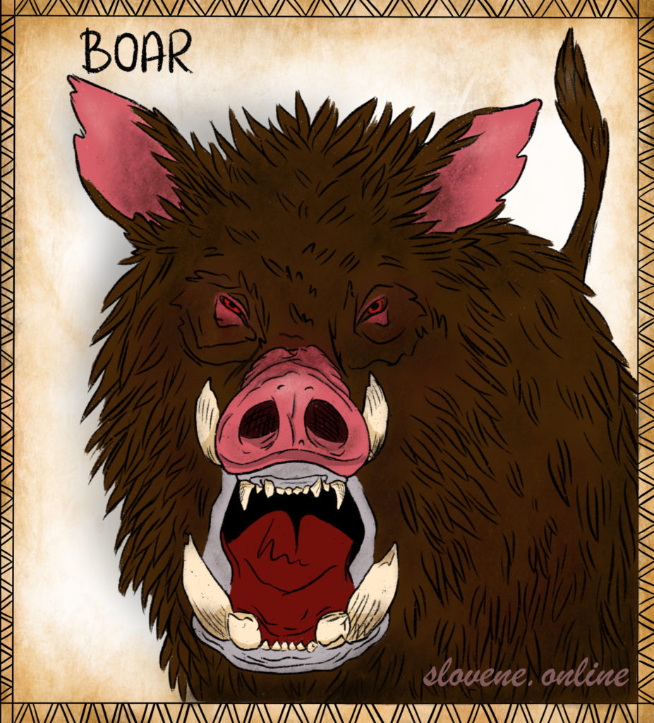 Boar