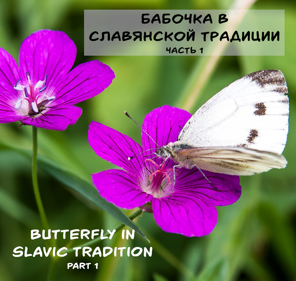 butterfly