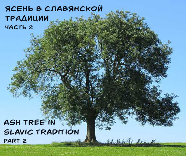 ash tree